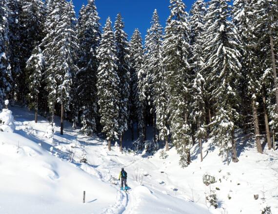 Hier (1250m) geht's kurz durch den Wald