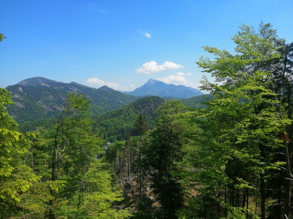Blick zum Schafberg