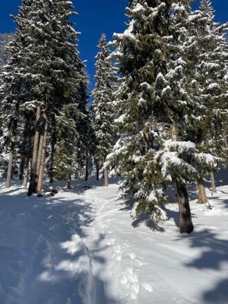 Entlang des Wanderweges 113 durch den Wald
