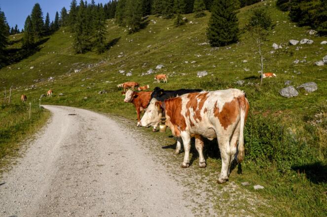 Die Gotzentalalm