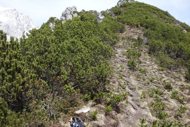 auf schmalem Steig durch die Latschen zum Gipfel