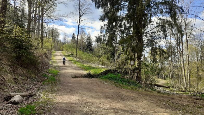 Forststraßengabelung Spitzkehre ~460m, scharf rechts ansteigen