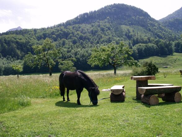 Stadlmannbauer Pferd