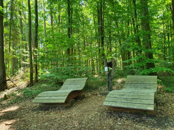 Blick in die Baumkronen mit Hörtrichter