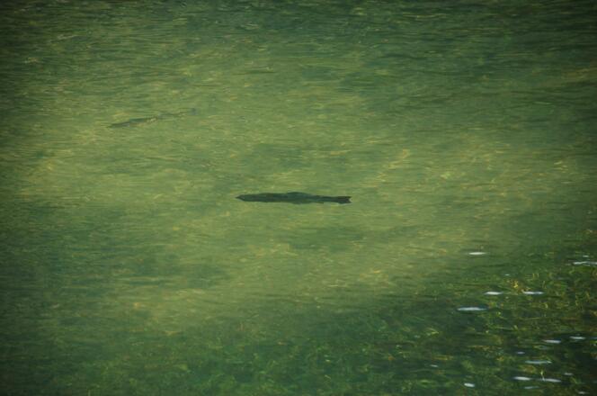 Fliegenfischen im Gosaubach