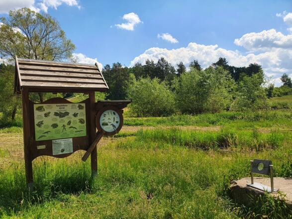 Amphibienquiz mit Wasserlupe