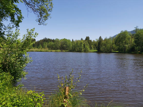 Schönauer Weiher bei Bad Heilbrunn