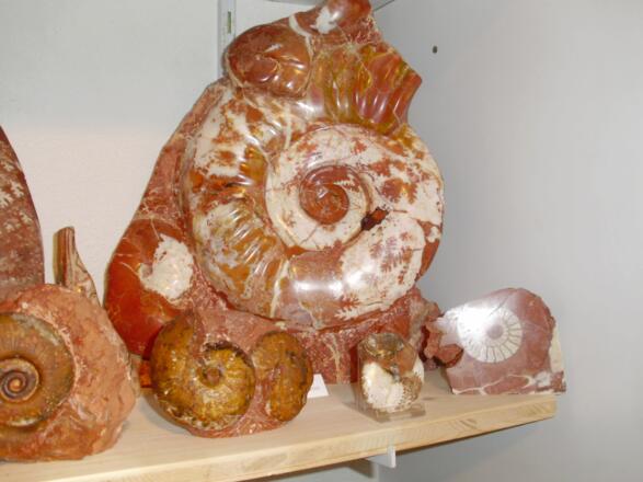 Fossilien Gassenbauer in Bad Goisern