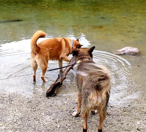 Spielende Hunde