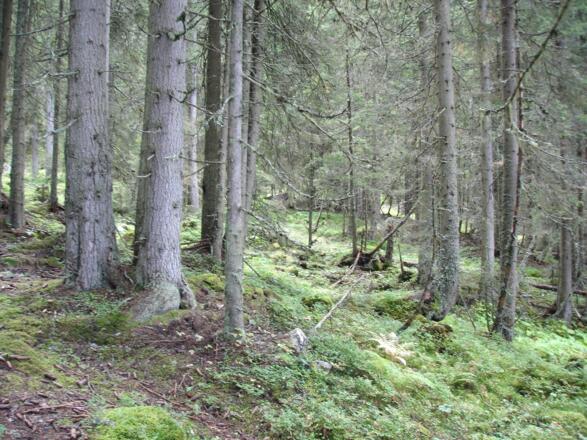 Aufstieg durch den Wald