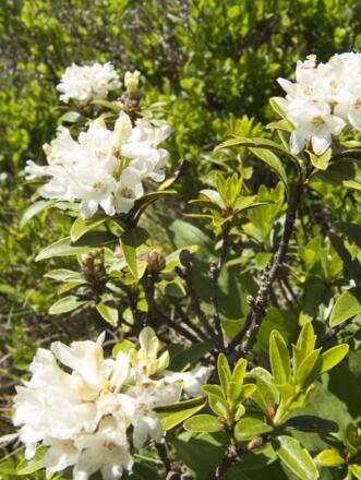 Eine besondere Rarität: weiß blühende Alpenrose
