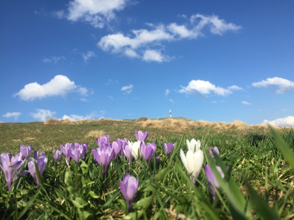 Krokusblüten auf der Salmaser Höhe