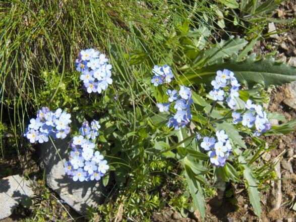 Alpenvergissmeinnicht