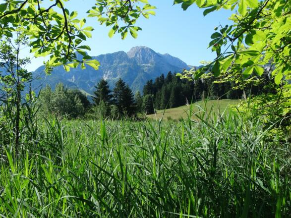 Abtenau im Sommer