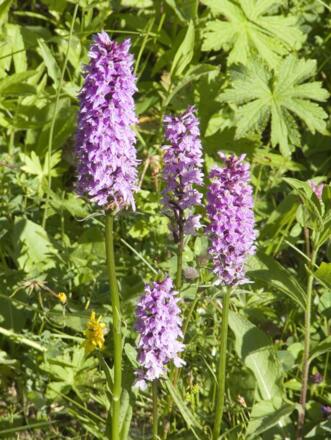 Blumenpracht im Frühsommer: Hier ein Geflecktes Knabenkraut