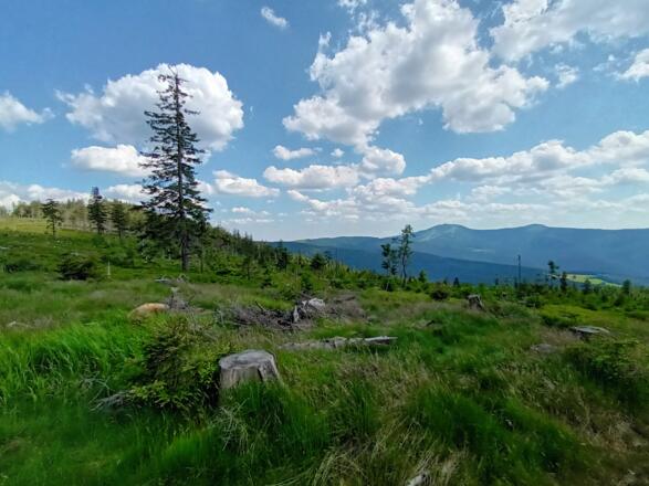 Blick zu den Arbergipfel im Anstieg zum Grenzsteig