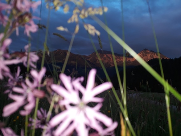 Alpenglühen Nebelhorn