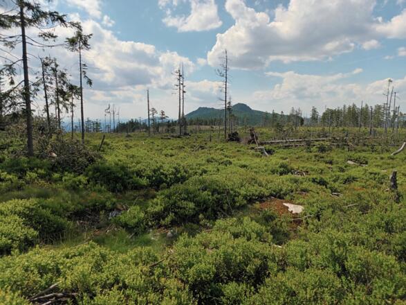 Blick vom Grenzsteig zu den Ossergifpeln
