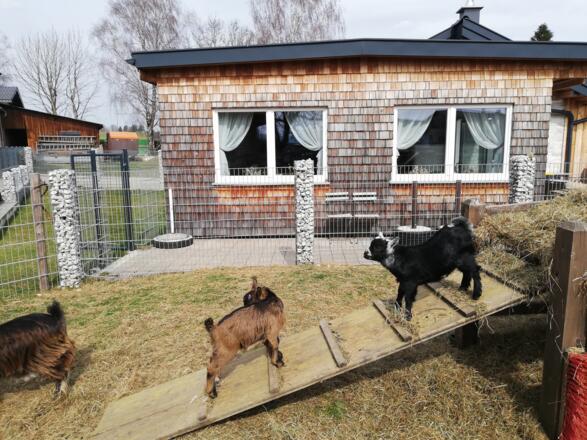 2022_Schweine_Jausenstube_Vitzal_CZ