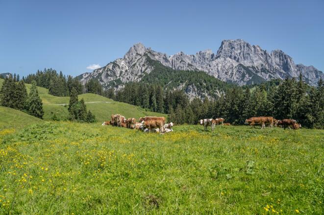 Blick zur Reiter Alm