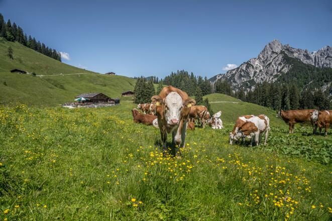 Jungrinder auf der Litzlalm