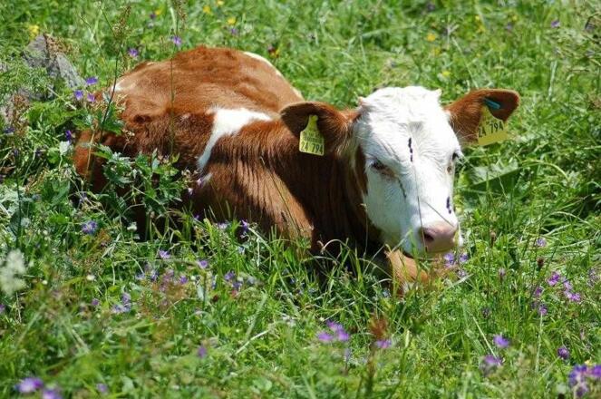 Kalb auf der Weide