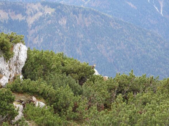 Gämse kurz vor der Lacherspitze