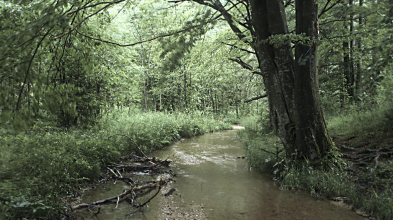 Taferlklaussee_Sumpfwaldbereich-und-Moor-durch-kleinen-Bach-von-Weg-getrennt_c-Limberger-Josef_web