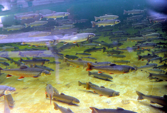Rössling und Fischhütte