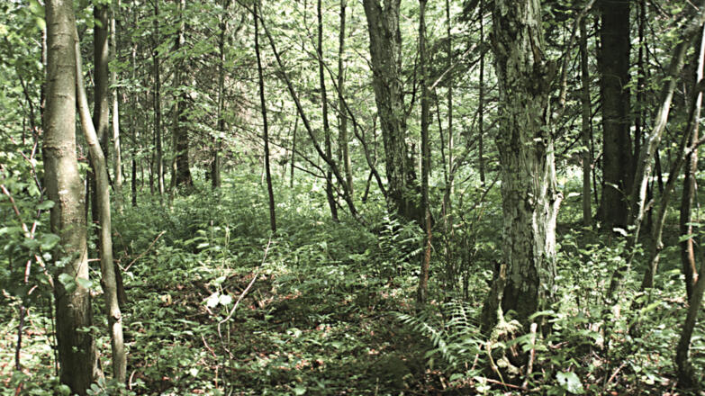Taferlklaussee_lichter-sumpfiger-Mischwald_c-Limberger-Josef_web