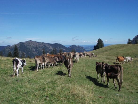Allgäu