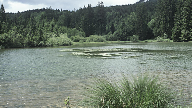 Taferlklaussee_Wasserfl%c3%a4che-im-Vordergrund-Wald-im-Hintergrund_c-Limberger-Josef_web