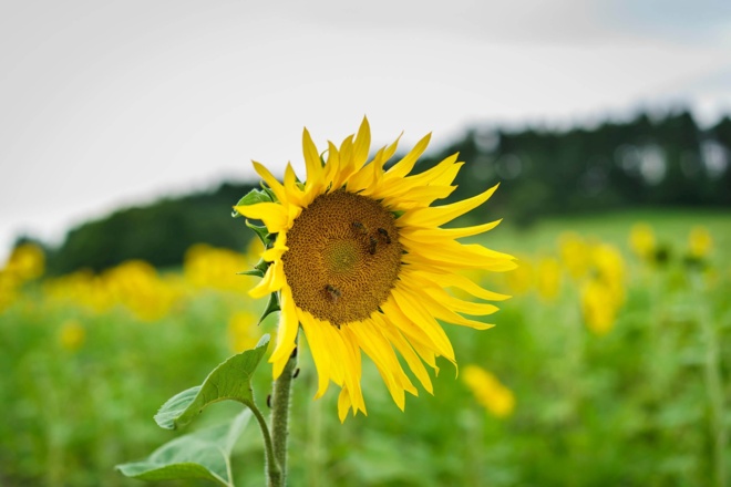 Sonnenblume auf der Schwäbischen Alb
