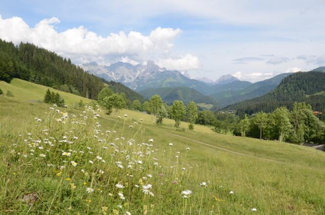 Über die Wiesen des Lammertals grüßt der Gosaukamm mit der Bischofsmütze.