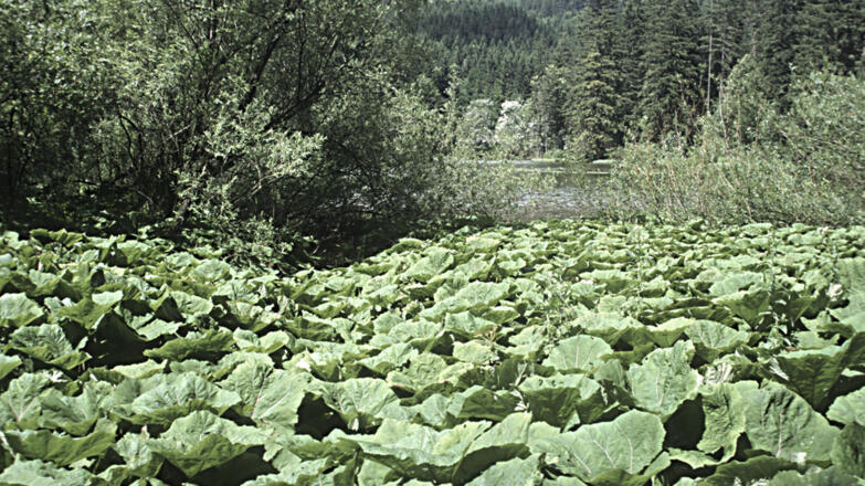 Taferlklaussee_Pestwurzflur-an-Bach-mit-Taferlklausee-im-Hintergrund_c-Limberger-Josef_web