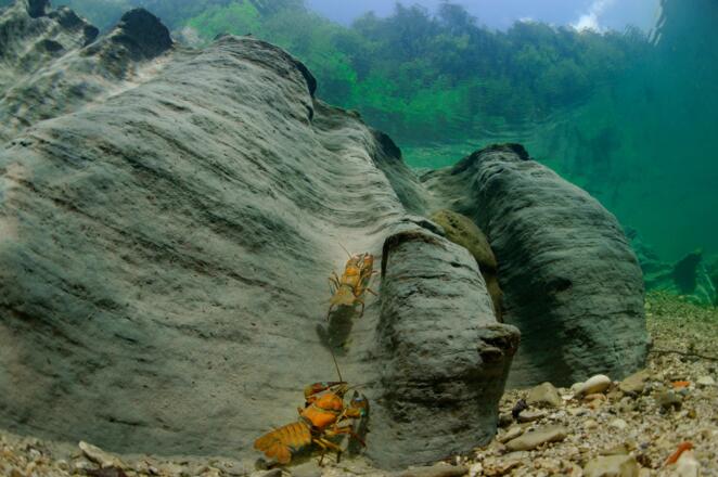 Flusskrebse am Löss