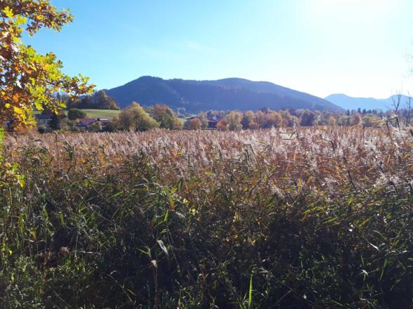 Gmund hat viel naturbelassene Uferregion