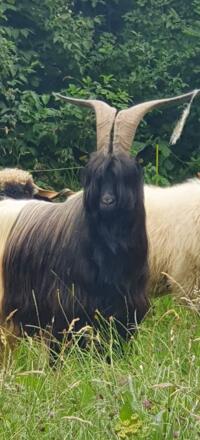 unser Leopold - Waliser Schwarzhalsziegenbock