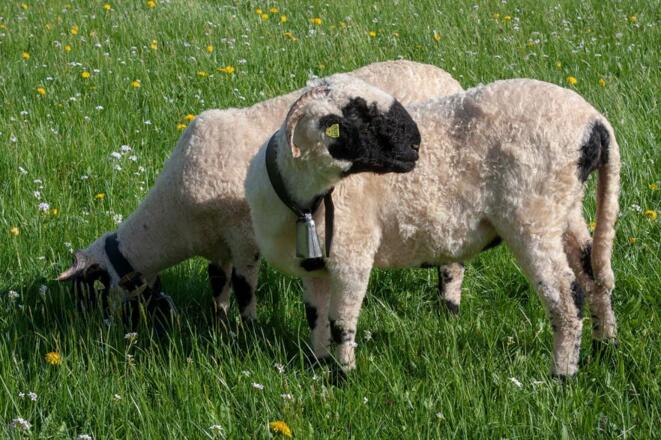 Waliser Schwarznasenschafe