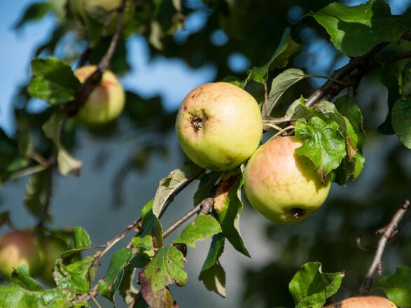 Ferienwohnungen Festlhof in Rottach-Egern am Tegernsee