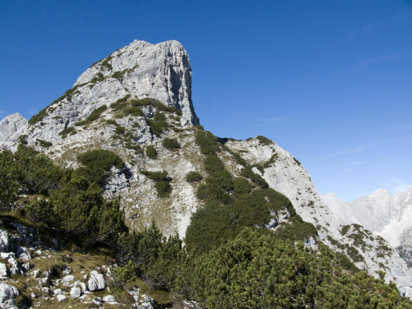 Der markante Hundskopf