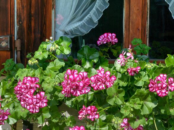 Ferienwohnung Steixner Tegernsee