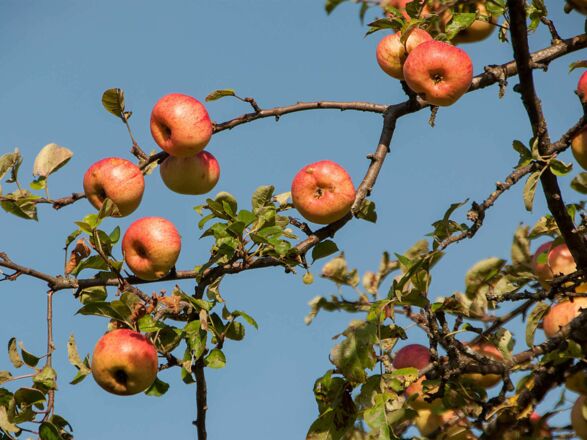 Ferienwohnungen Festlhof in Rottach-Egern am Tegernsee