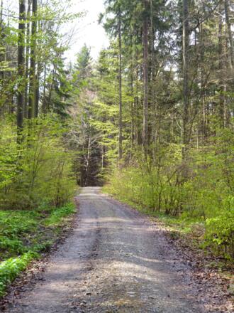 Zu Beginn geht es noch auf breiten Forstwegen durch den Wald.