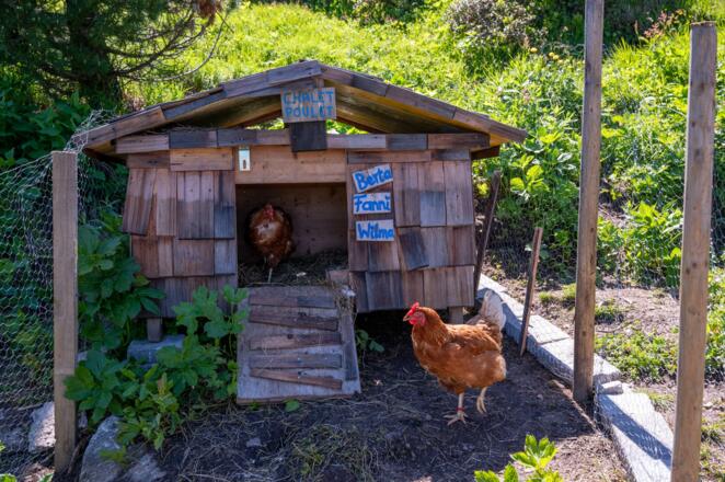 Die Eierfabrik der Gamshütte