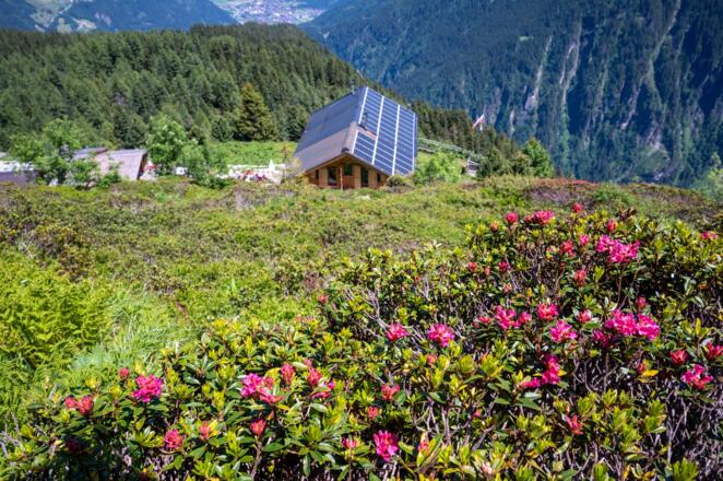 Alpenrosen sind Ende Juni bis Anfang Juli das farbgebende Element der Hänge um die Gamshütte.