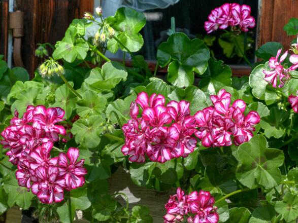 Ferienwohnung Steixner Tegernsee