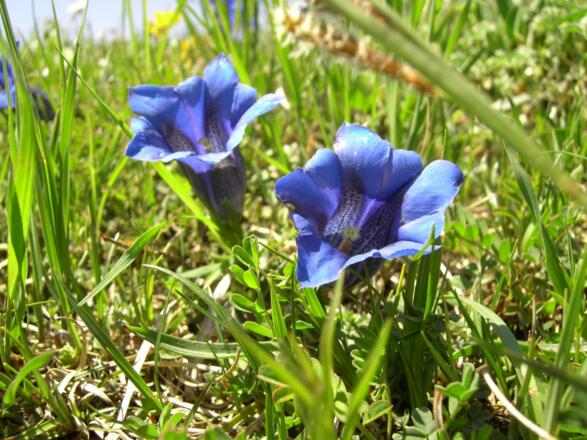 Blumenwiese mit Enzian