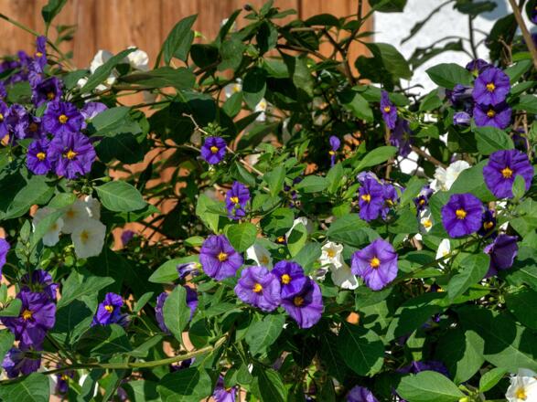 Ferienwohnung Steixner Tegernsee