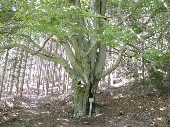 Mühlviertler Alm Tour